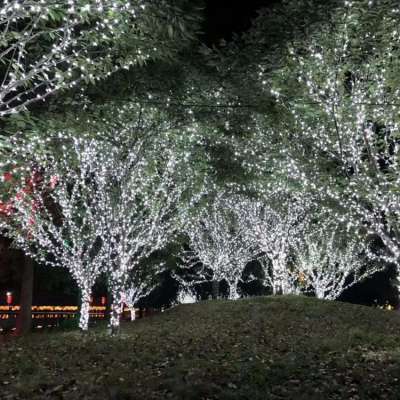 Outdoor patio coloured string lights wrap the tree Christmas wedding decoration